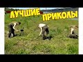 РУССКИЕ НЕ СДАЮТСЯ!!! ЛУЧШИЕ ПРИКОЛЫ 2018 | Ржака до слез))