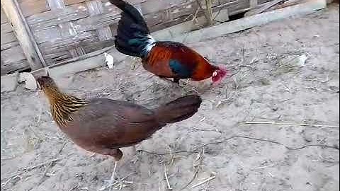 leej twg nyiam nug tau 02091898237