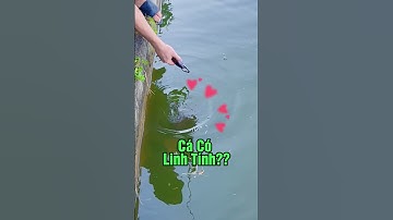 Thả cá đi thật sự bất ngờ. Ông lão đánh cá và con cá vàng #caucaedu #caucagiaitri