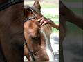 his Horse Refused to Cross One Bridge for Years 😨 The Reason Shocked Everyone!!!