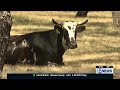 Screwworm wreaking havoc on Kansas ranchers