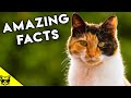 Amazing Facts About Calico Cats and Tortoiseshell Cats