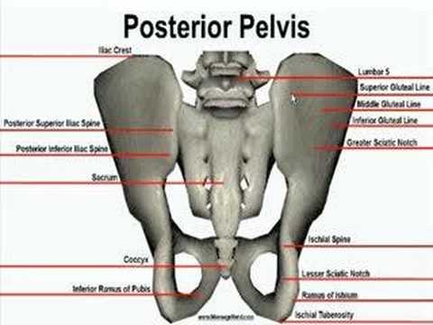 Pelvic Anatomy Posterior View - 3d Skeletal System The Pelvic Girdle