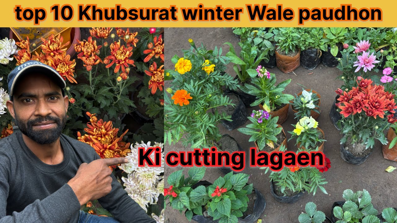 Laga Lijiye yah 10 paudhon ki cutting winter wale/Cutting Kaise lagaen best gardening tips
