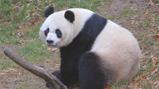 Dream Jobs: Panda Keeper at the National Zoo