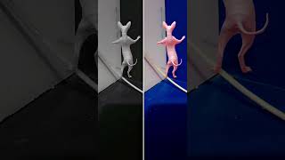 sphynx cat dance 🤓🤠📷🤠🤓#shortsfeed #supercat#shorts #ytshorts #youtube #new#cat#dance #funny