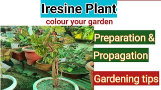 iresine plant care and propagation | ഐറിസൈൻ പ്ലാൻ്റ് | Gardening tips |Indoor Greens and Glows |