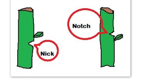 How to notch a fig tree #fig #notchtree #figlife #figs #blackgardeners