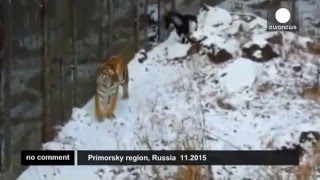 Что важнее – еда или дружба? Тигр Амур выбирает дружбу. Что важнее – еда или дружба? Тигр Амур выбирает дружбу.