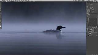 Realtime Edit - Common Loon Family