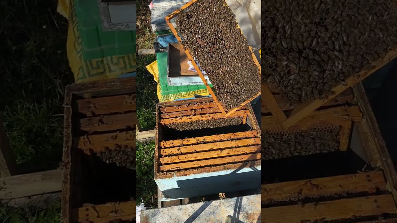 9 yaşında Ana Arı mümkün mü? Çoğu kişi yanılıyor.