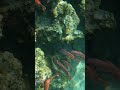 School of Red Soldierfish Along Coral Reef and One is Missing an Eye