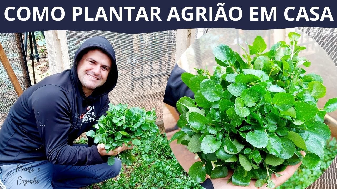 AGRIÃO uma PLANTA MEDICINAL FÁCIL de PLANTAR seguindo essas DICAS. Como plantar agrião em casa!