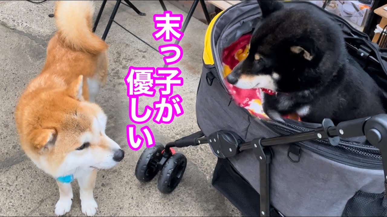 巨体末っ子柴犬がマイペースだけどいつも優しいw