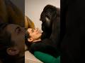Gentle Gorilla Journey With American Female Viralshort Trendingshort Happy Gorilla Animallover 