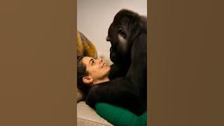 Gentle gorilla journey with American female #viralshort #trendingshort #happy #gorilla #animallover