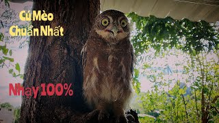 Tiếng Chim Cú Mèo Gọi Đồng Loại Chuẩn Nhất.The Most Standard Sound of Owls Calling Their Fellow Bird