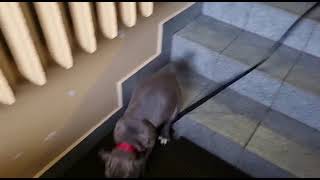 Pierwsze Samodzielne Zejście Po Schodach - 6 Tygodni Amstaff Benji