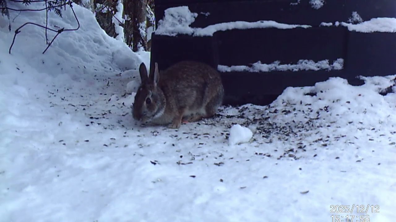 20251213 Lake Fox Rabbit Blue Jay Squirrel Doves Red Bellied Woodpecker