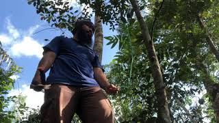 POHON YG SANGAT MAHAL TUMBANG...!!!