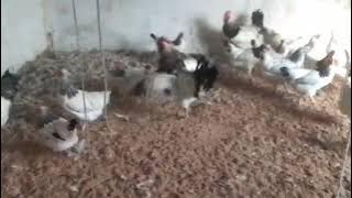 نژاد ساسکس یکی از جمله پرحاصل ترین نژادهای تخمگذار محسوب می‌شود  93799355522