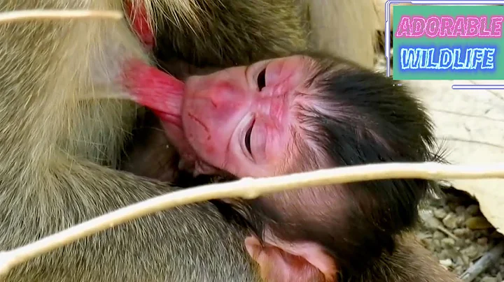 Adorable mommy monkey hugs newborn baby carefully