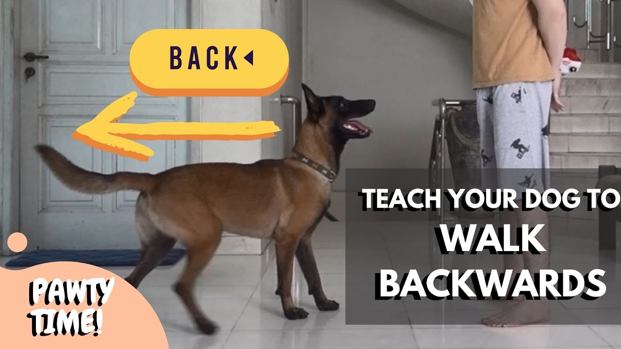 Teach Your Dog To Walk Backwards Easiest Way To Teach Your Dog To how-to-fall-backwards-safely-youtube