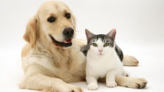 These funny animals are cats and dogs 2023 #54