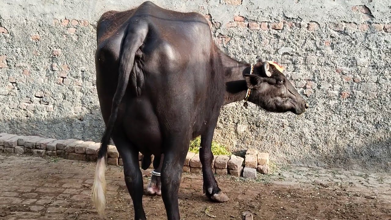 Watch pure neeli buffalo for sale on arifwala 03006537323 -05-06-2026