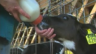 Farm Country Ahead excerpt - Milking And Feeding Cows, Fred Levine Productions, Little Hardhats