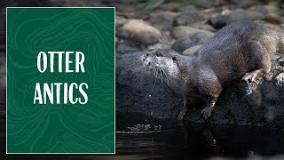 Otter Antics at Taronga Zoo Sydney #shorts
Dont let their size fool you! Although they may be the smallest species of otter in the world 🌏Tarongas family of Asian smalled-clawed otters 🦦make up for it with their big personality!
Tune in now via our link in bio and catch otterly entertaining antics live via our Otter live cam! 📸
#shorts Otter Antics at Taronga Zoo Sydney #shorts