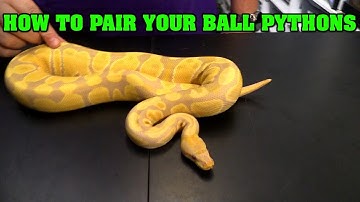 How to choose breeding pairings in ball pythons.