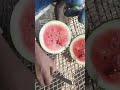 Watermelon cutting vinodfarmer khedut shorts