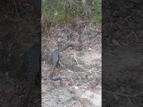 Massive carpet python