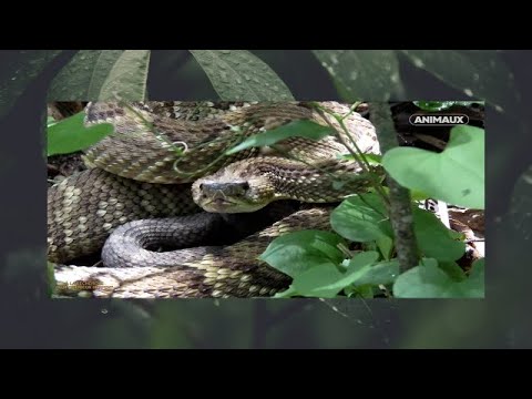 Vidéo: Serpents d'Amérique centrale : espèces et familles