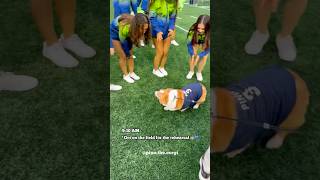 A day at Seahawks Corgi Race #shorts