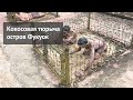 Кокосовая тюрьма на острове Фукуок