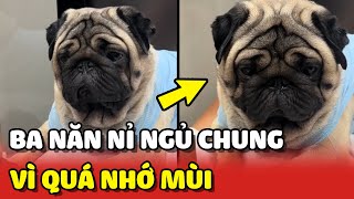 Chú chó cưng mỗi đêm được Ba năn nỉ NGỦ CÙNG vì QUÁ NHỚ  | Yêu Lu