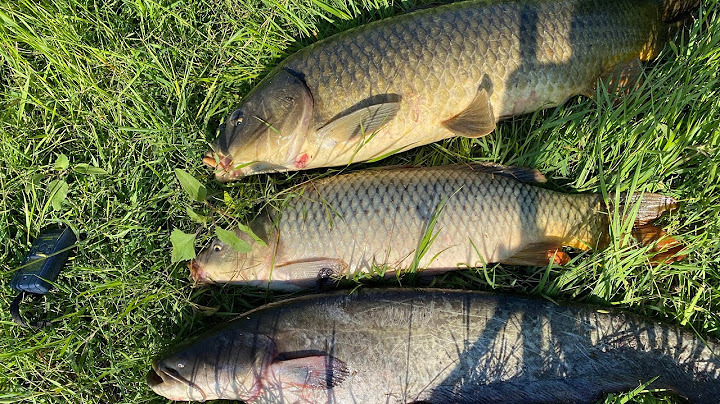 I caught almost all the fish with one casting line! CARP AND CATFISH FEEDING!