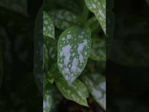 Vídeo: Plantes de Lungwort - Com cultivar Lungwort