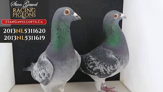 Sjaak WANROY   Import Cocks
