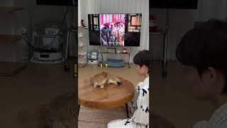 Cats are frightened by the TV even when they are sleeping. Award for confusing behavior. The con