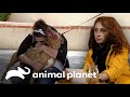 Os animais de estimação mais queridos do abrigo | Pit bulls e condenados | Animal Planet Brasil