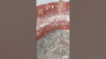 THẢ HAI CON RẮN ĐỘC VÀO NHAU RẮN HỔ MANG VÀ RẮN CẠP NIA