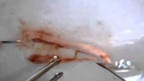 Longitudinal bisection of adult mouse femur.