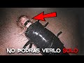 15s de terror real para no dormir  no todos tienen el valor de verlos  ep4