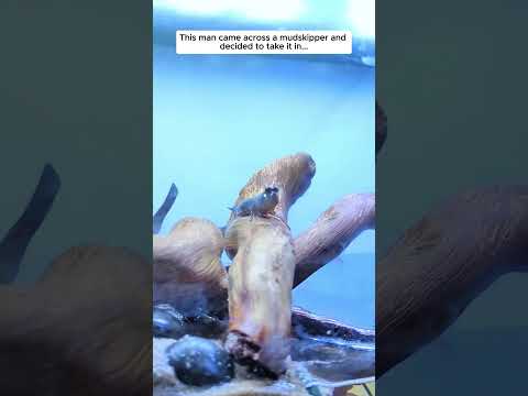 Mudskipper Rescue Story... #aquarium #fish #wildliferescue #animals #rescue #shorts