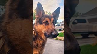 K9 Shadow1 Tactical Report. Half way to Montana. Parking lot danger. VIPs are safe #doghumor #shorts