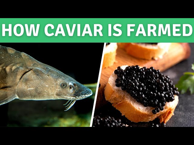 How Sturgeon Caviar is Farmed - White Sturgeon Fish Farming at