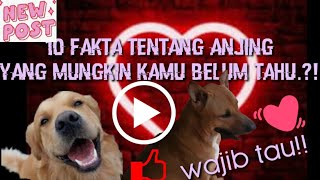 #faktatentanganjing || FAKTA TENTANG ANJING YANG MUNGKIN KAMU BELUM TAHU!?